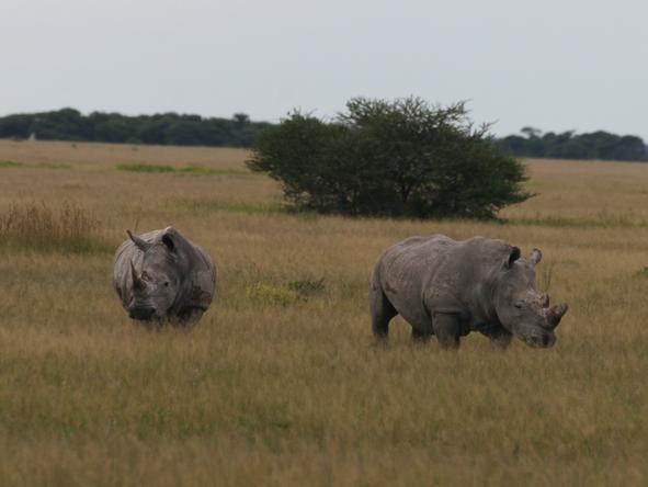 Nxai Pan - Wildlife